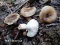 Russula sororia-amf1632